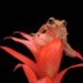 Marbled Reed Frog